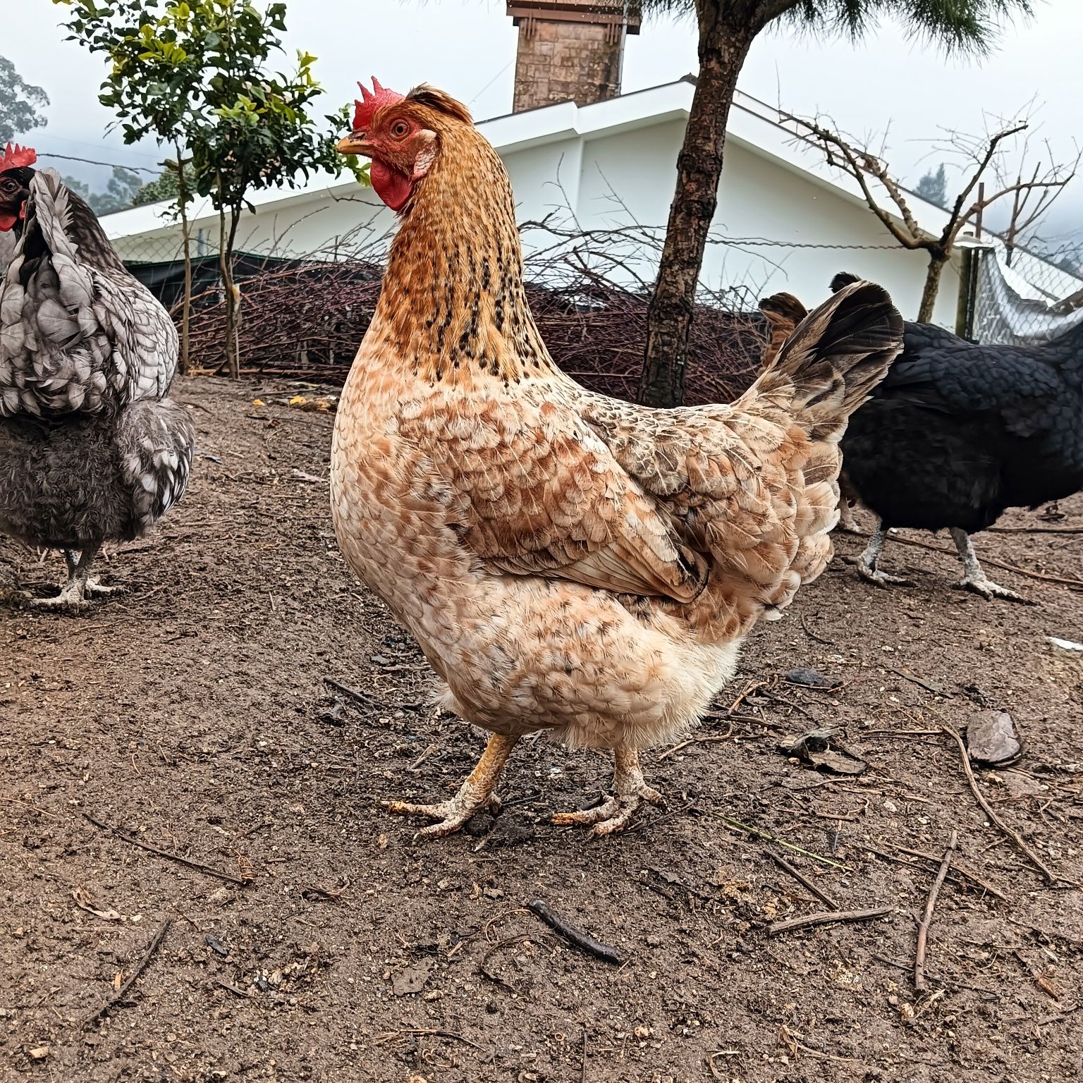 Ovos galados verdes e de várias raças