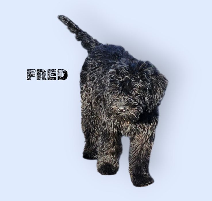 Barbet FCI – samiec MYSTERY FRED, Trufflove