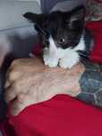Oreo malutki kociak do adopcji