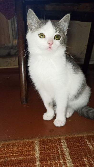 Кот, кошка, котята отдам даром в хорошие руки