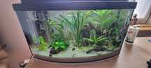 Akwarium 60L aquael turbo 1000 krewetki ryby