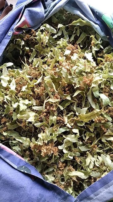 Цвіт липи продам