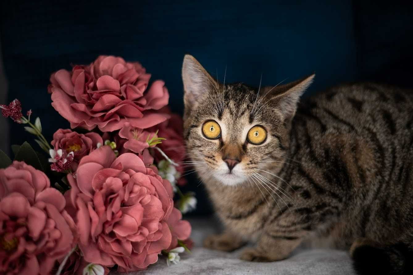 CHEETOS i OJLA - do wspólnej adopcji młode kotki