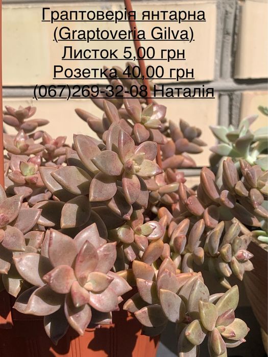 Ехеверія види. Ечеверія.