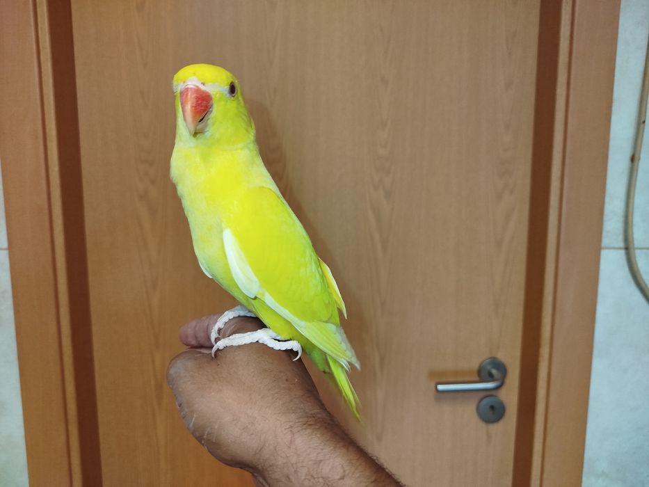 Ring neck lutino