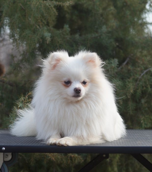 шпиц померанский белый