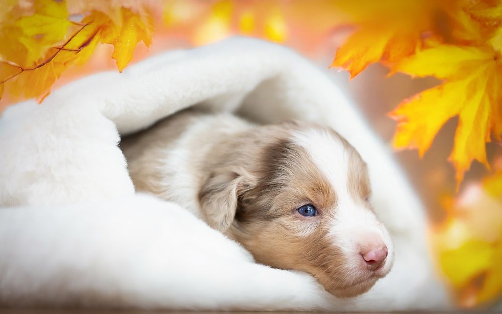 Owczarek australijski (typ amerykański) Piesek Red Merle