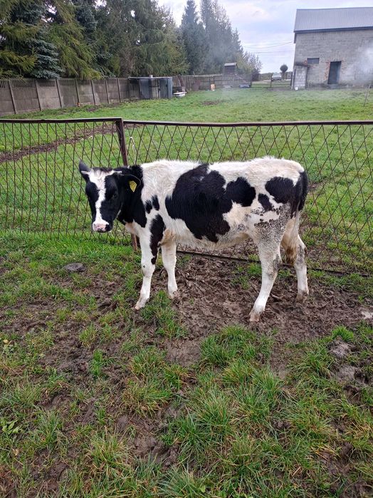 Jałówka 8miesieczna
