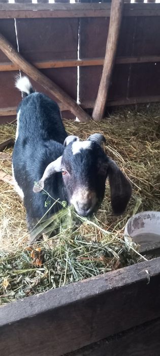 Продаю Англо-нубійський козлик