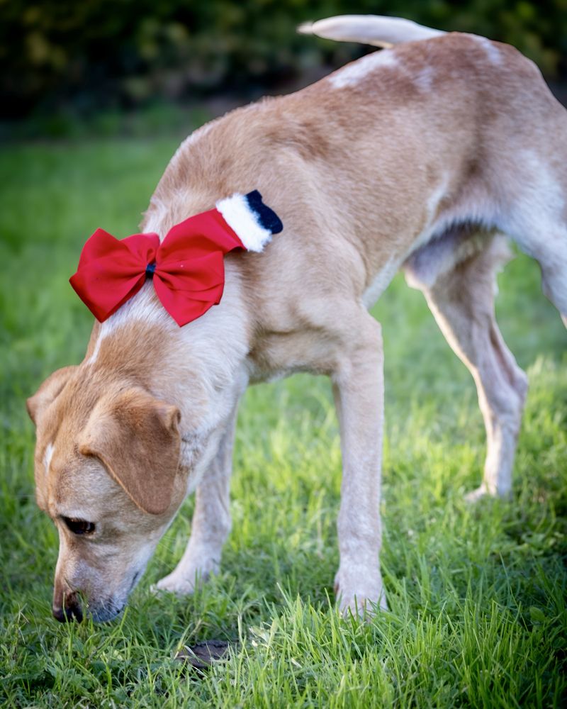 Cão macho adulto para adoção responsáve!
