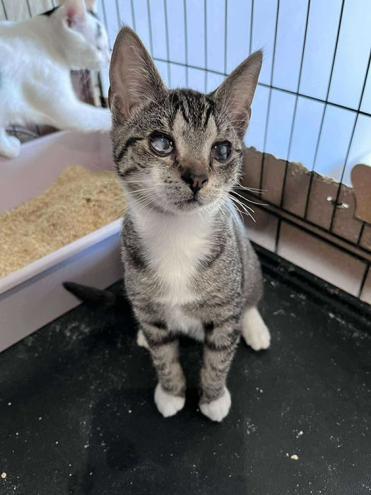 Nie mają szans na adopcję bo są brzydkie? :(