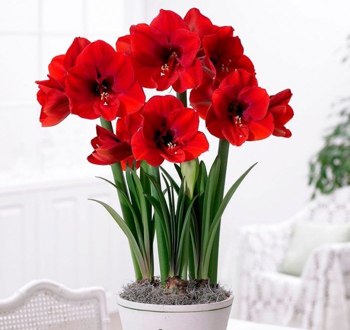 Цибулина Гіпеаструму.