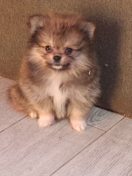 Pomeranian suczka