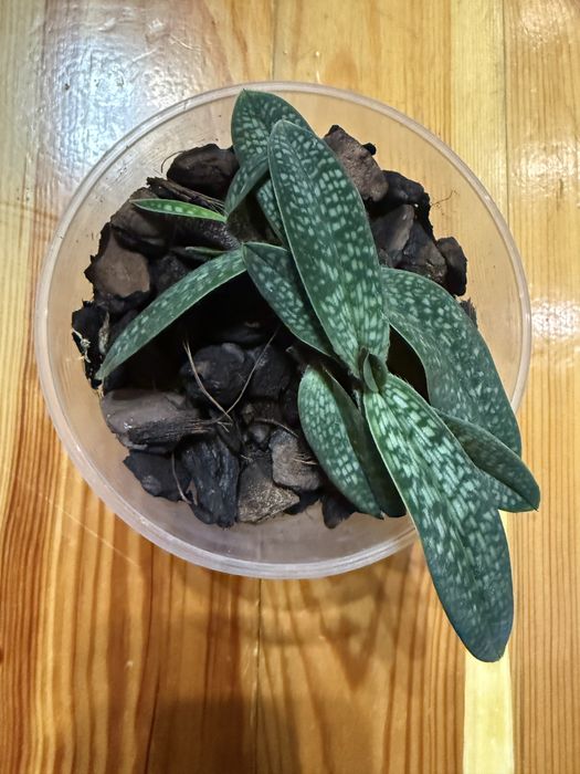 Пафілопеділум орхідея башмачок Paphiopedilum micranthum