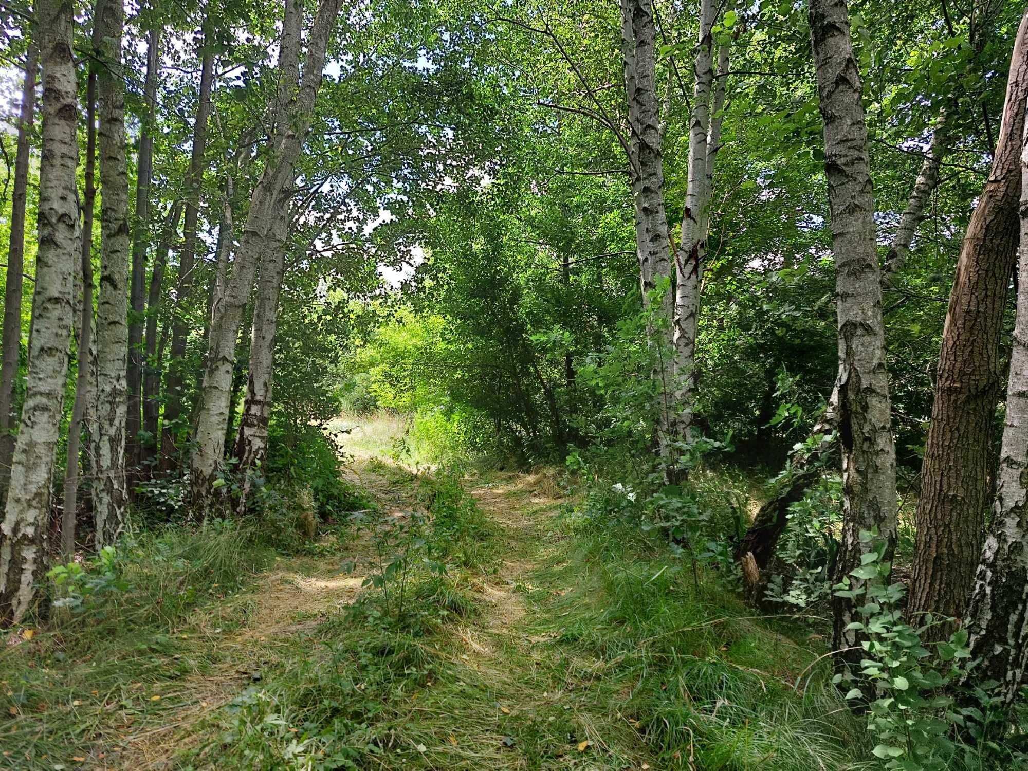 Siedlisko, Rolne, Brzozówka 36.600 m2 w otulinie Kampinosu