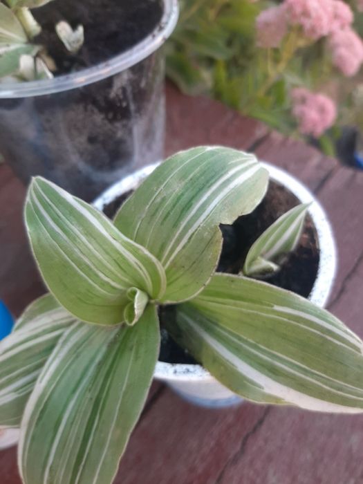 Традесканція, плетуча