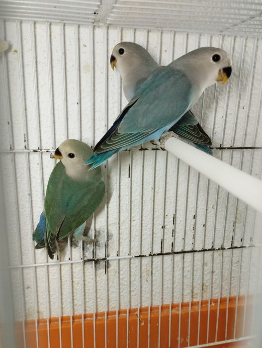 Agapórnis Roseicollis