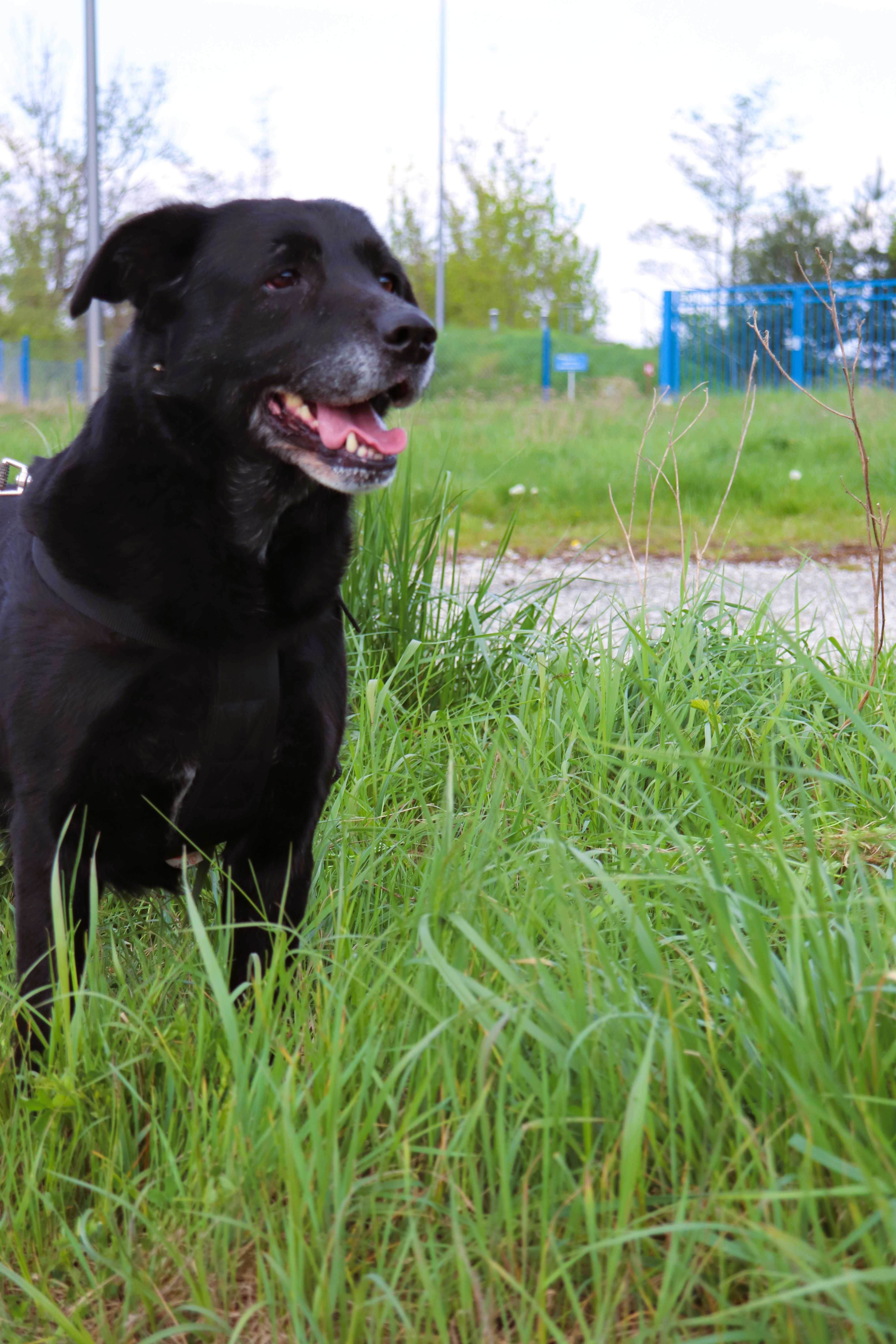 Fado | w typie labradora szuka domu