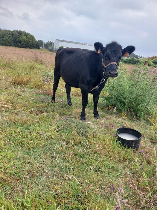 Novilha cruzada de angus