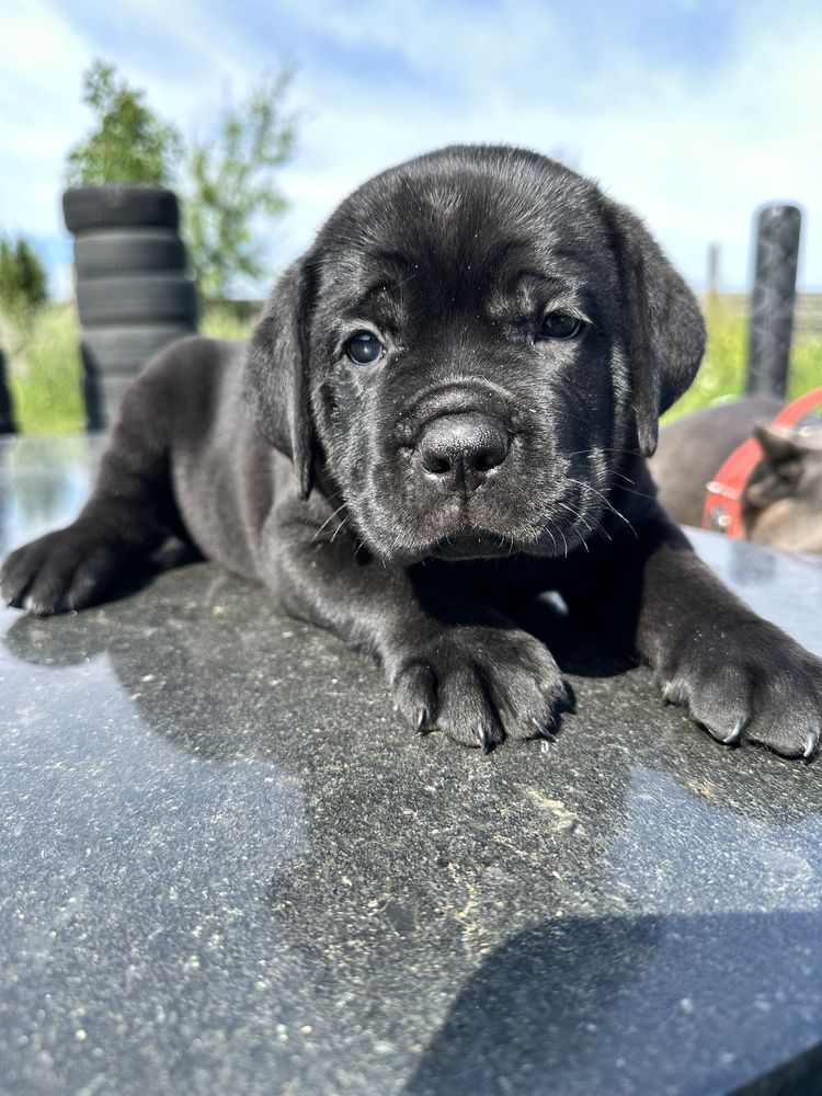 Унікальний Корсо 2міс хлопчик Метью весь чорний