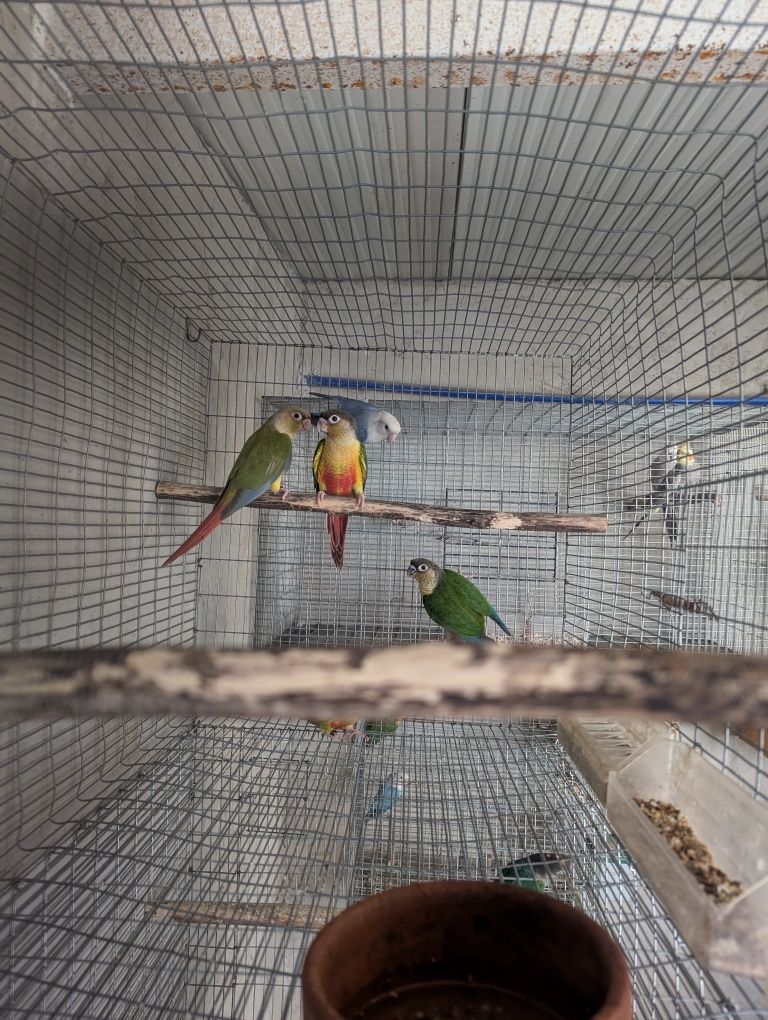 Pyrrhuras Molie Pineapple, hypoxantha e azul