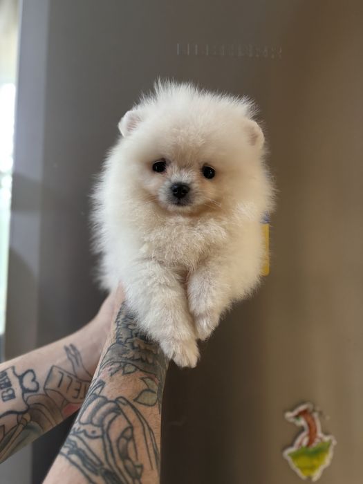 шикарний Ведмедик шоу класу