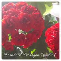 Трояндовидна пелвргонія Bornholm Pelargon