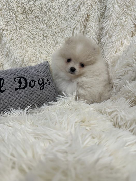 Pomeranian Szpic miniaturowy malutki chłopczyk