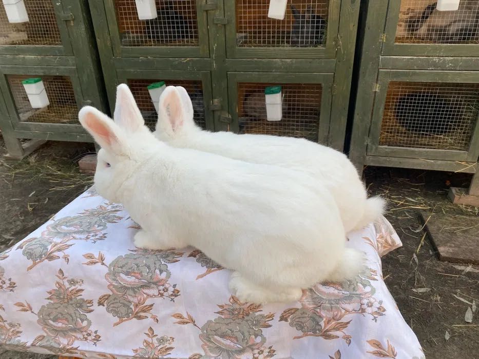 Wiedeński Bialy Samiczki Możliwa wysyłka