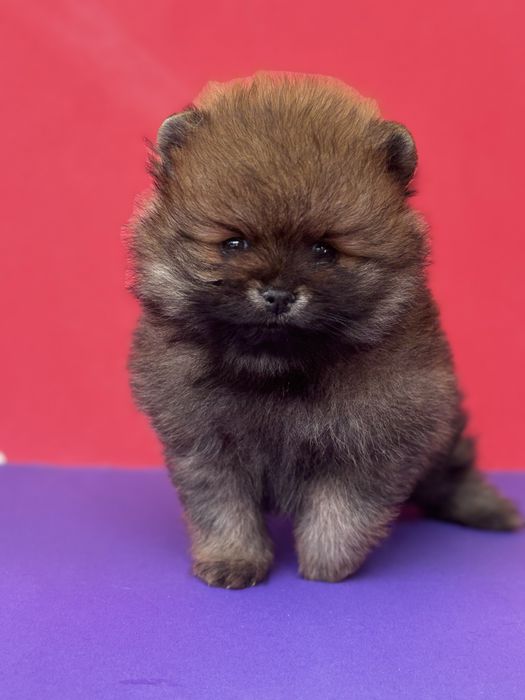 Дівчинка у ведмежому типі