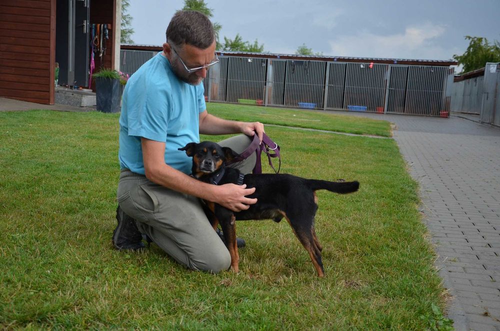 Uśmiechnięty Odi szuka domu ADOPCJA