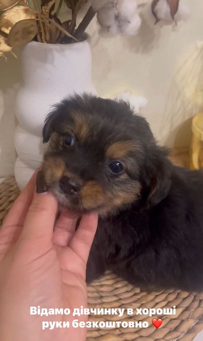 Собачка дівчинка чихуа безкоштовно хуст