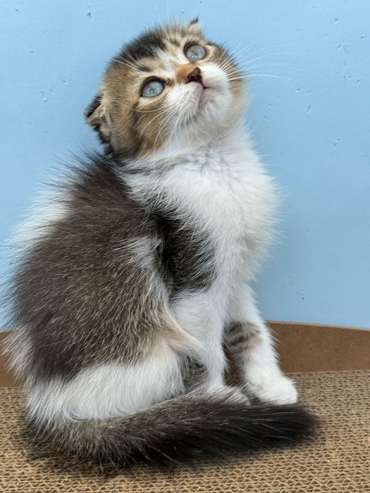 Macho scottish fold