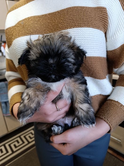 Продаються цуценята Ши-тцу