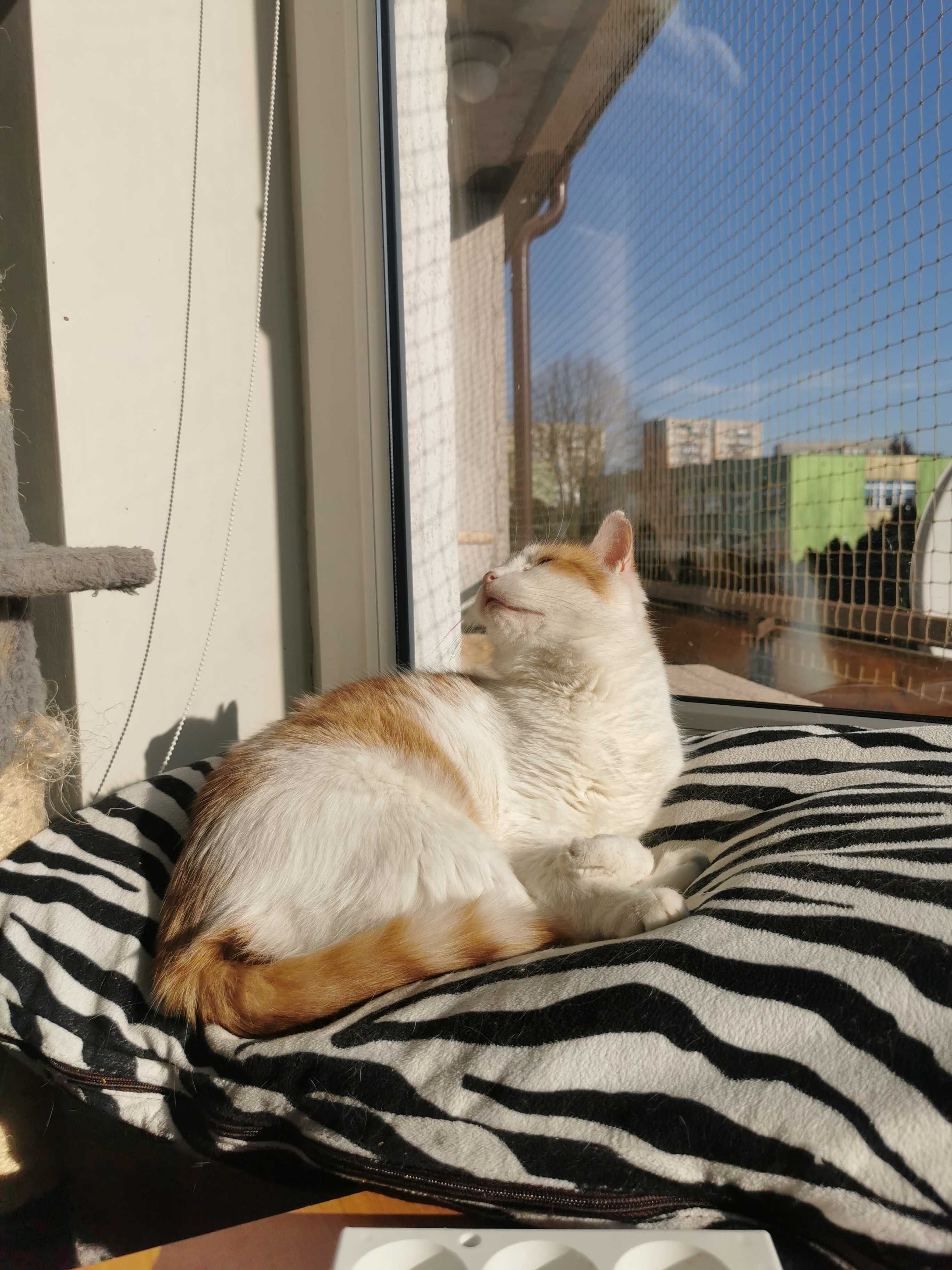 Piękna Delicja do adopcji