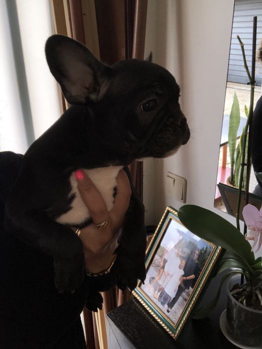 Bulldog Frances Exotico Macho