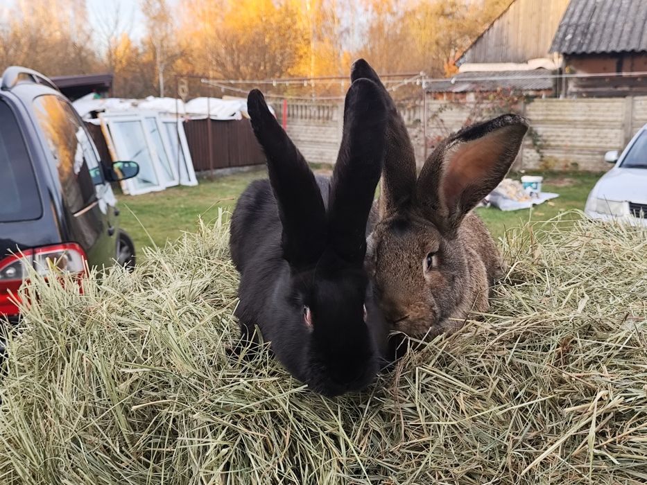 Króliki samce olbrzym belgijski