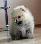 Pomeranian sunia FCI ZKwP