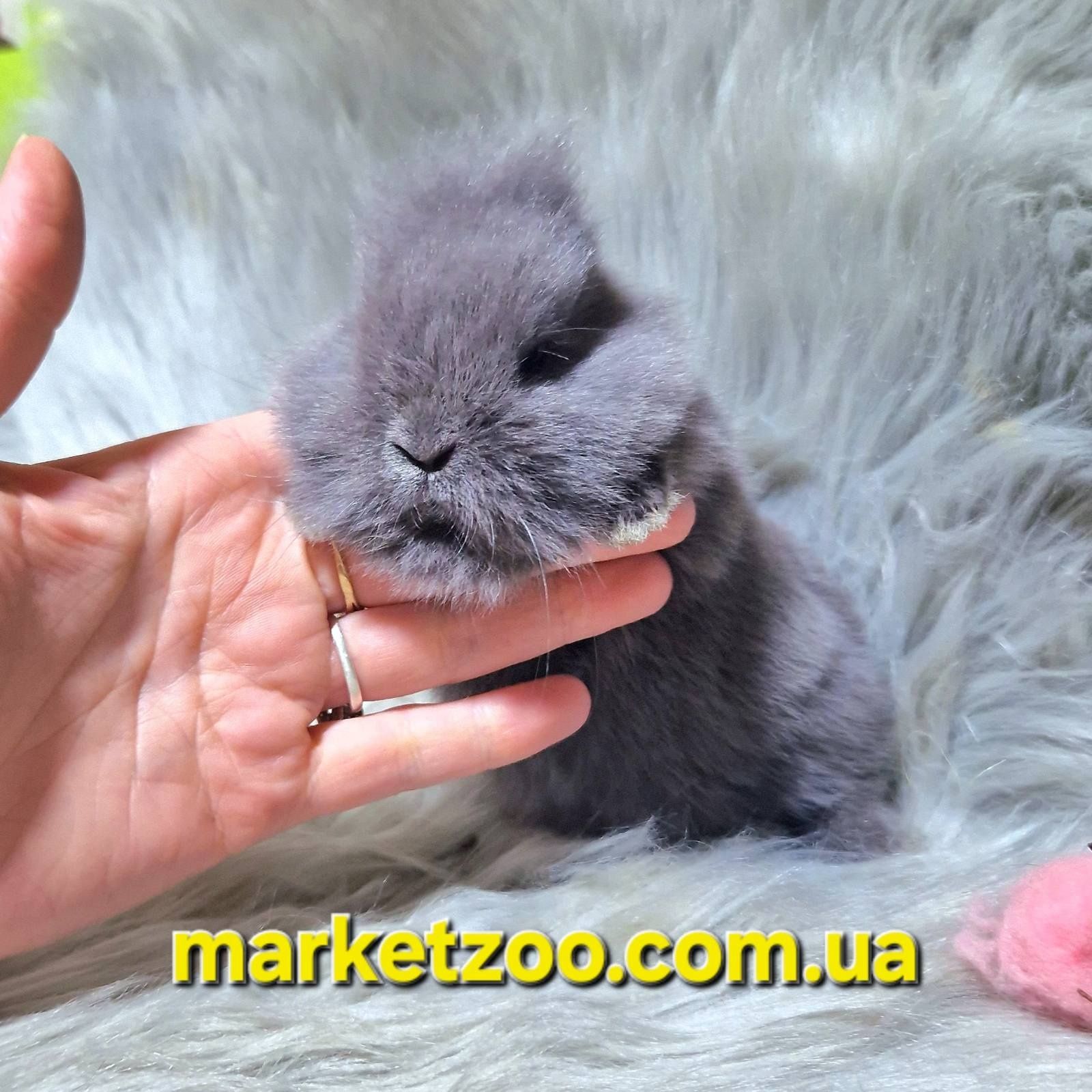 Mini Lionhead-маленька пухнаста краса!