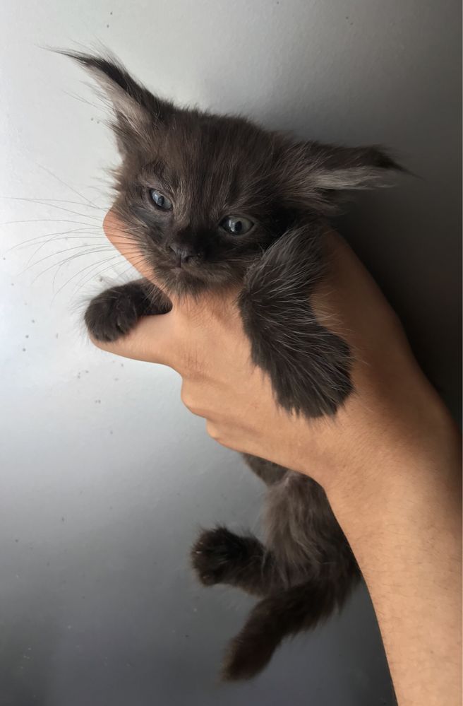 Кошенятка манюнькі