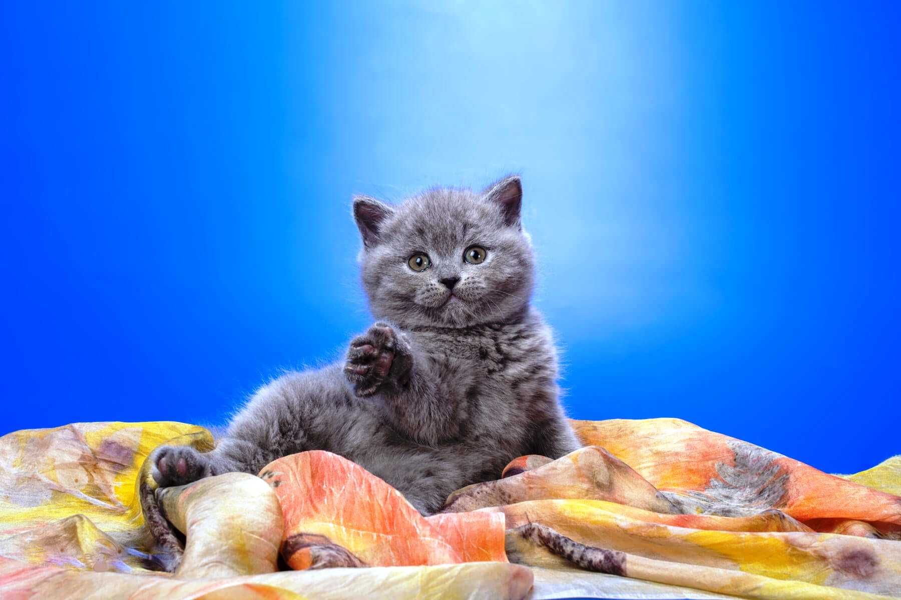 Gatinho Scottish Straight azul