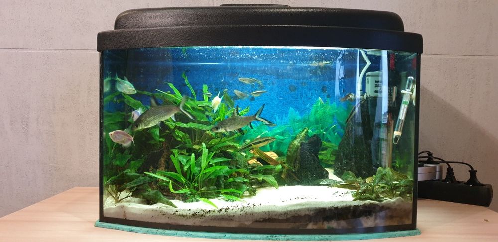 Akwarium kompletne z rybkami i życiem, oświetlenie LED