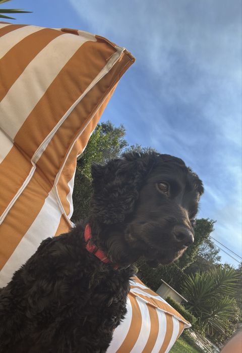 Cocker Spaniel Procura namorada