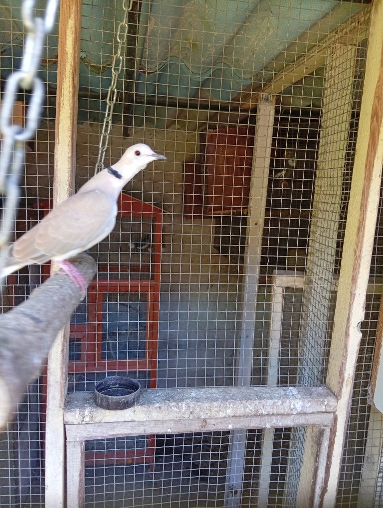Troco rola por porquinho da Índia