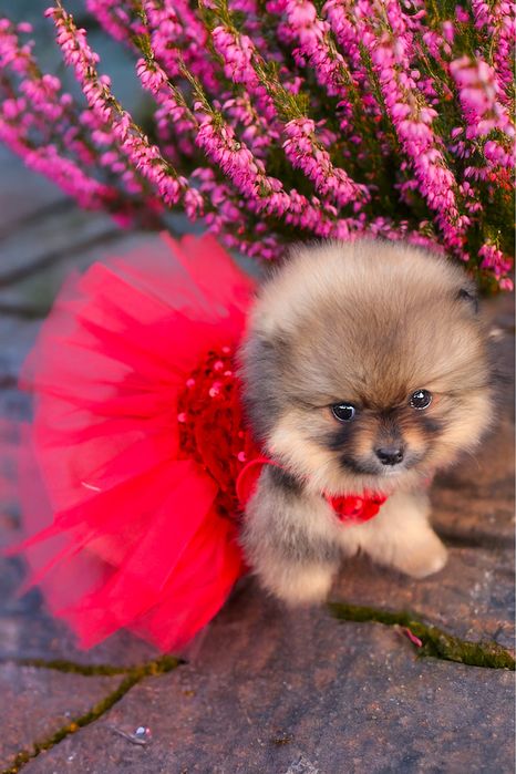 Malutka sunia miś szpic miniaturowy pomeranian ZKwP FCI