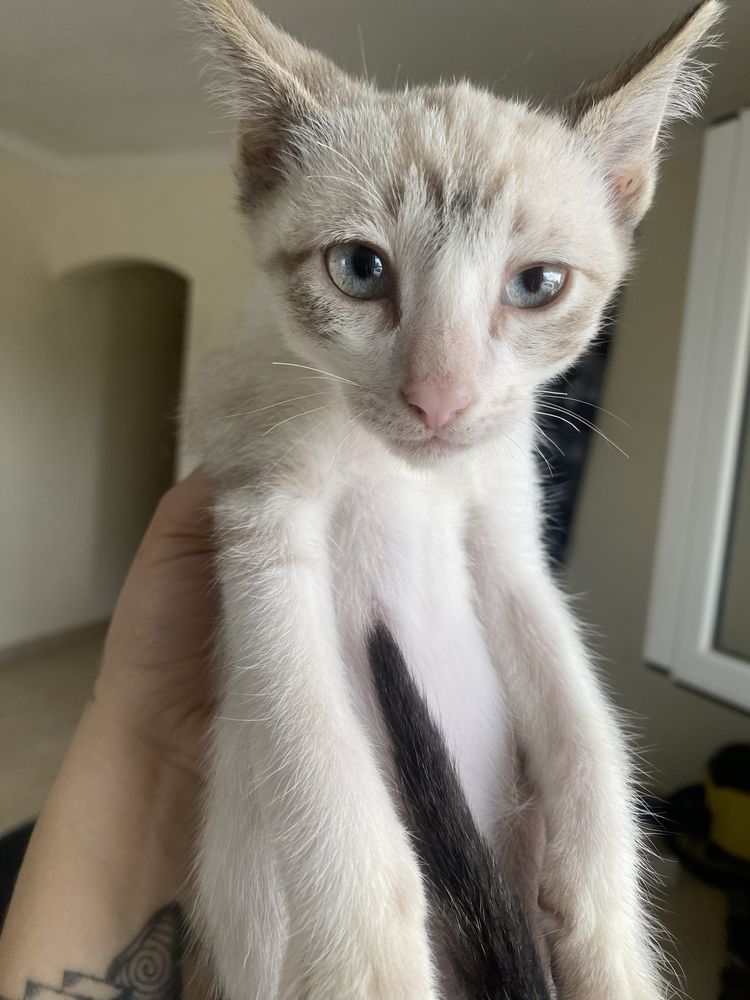 Gatinho macho com 3 meses