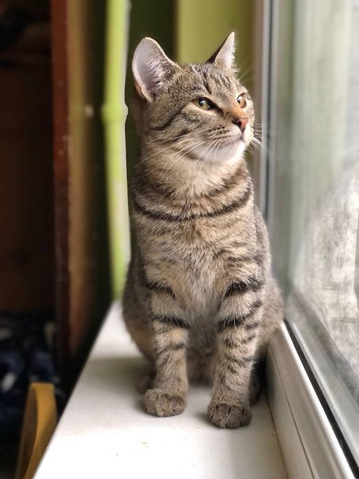 Кошечка 4 месяца бесплатно