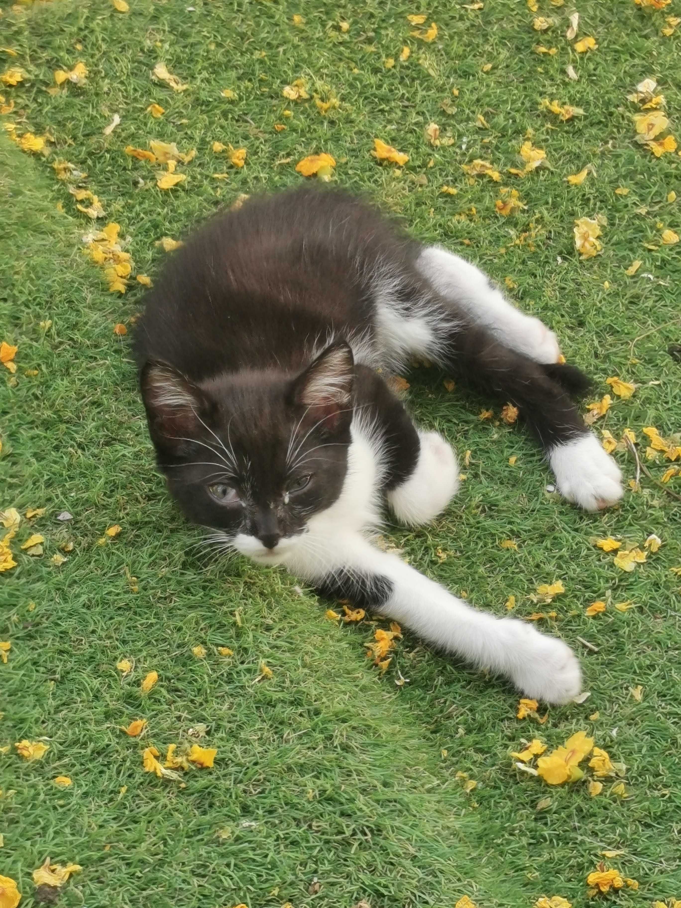 Gatinho para Adoção