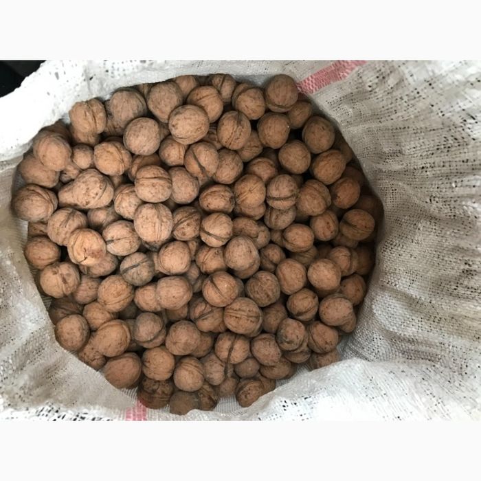 Горіх 2022 року продам  торг