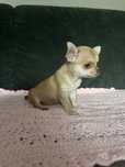 Suczka chihuahua
